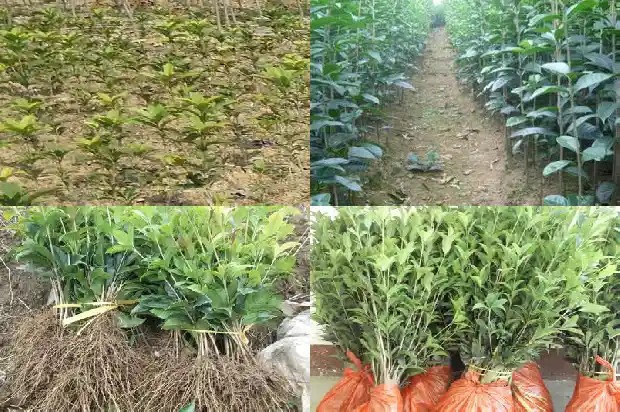 桂花树哪一种好活一些1685925621714