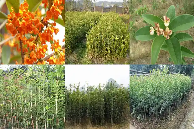 桂花树品种哪个旺财最好养护1685925680083
