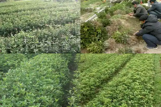 桂花树品种哪个旺财好养活1685925699441