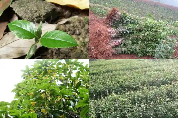 桂花树品种哪个旺财好看又好养1685925721085