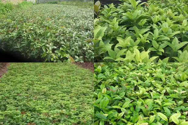 桂花树品种哪个旺财又好养活呢1685925738857