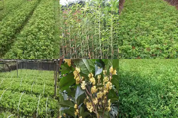 什么品种的桂花最好养又好看1685925773851