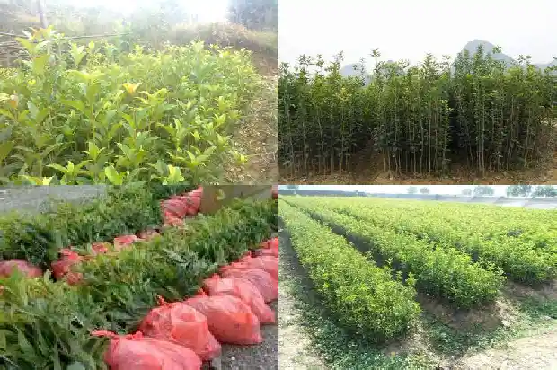 什么品种的桂花最好养又好看1685925773896