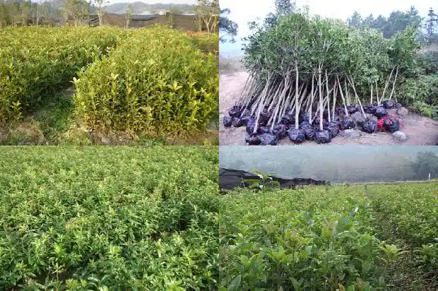 桂花树旺财吗还是旺财好1685925793307