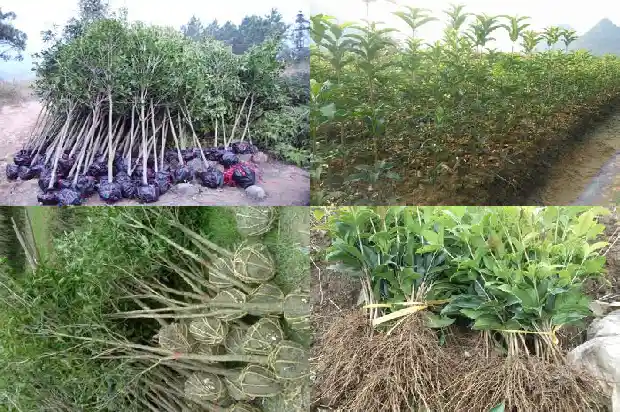 桂花树招财吗有毒吗1685925817355