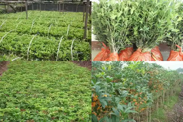 桂花一天什么时候开花1688861617886