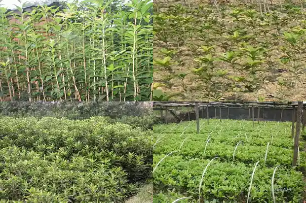 桂花树招财吗有毒吗1685925817447
