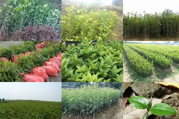 桂花树招财吗有毒吗1685925817495