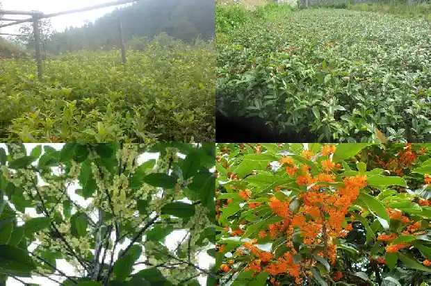 发财树桂花树的风水禁忌和作用1685925839571