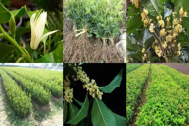 发财树桂花树的风水禁忌和作用1685925839619