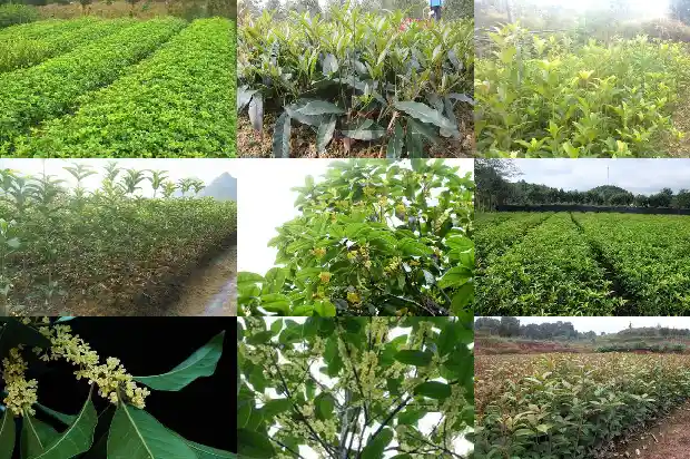 发财树桂花树的风水禁忌和作用1685925839666
