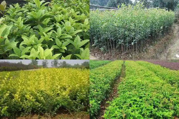 桂花能泡脚吗1689381325019