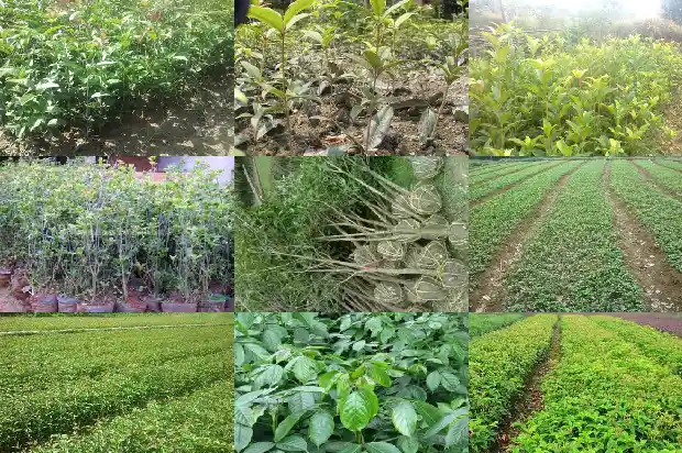 桂花树怎样长得旺盛1685925854736