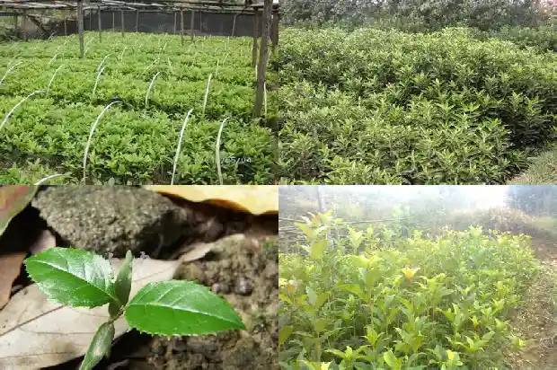 地栽桂花树不旺盛怎么回事1685925872101