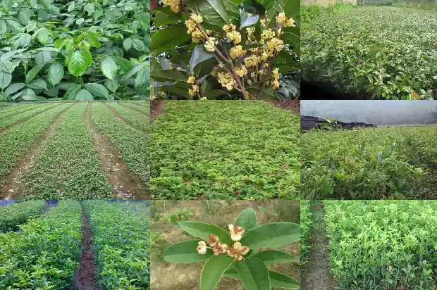 桂花直径怎么算出来的1688609678193