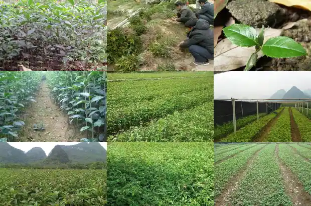 桂花树是招财树吗怎么养好1685925915868
