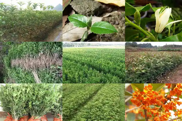 桂花树招财作用大吗1685925935339