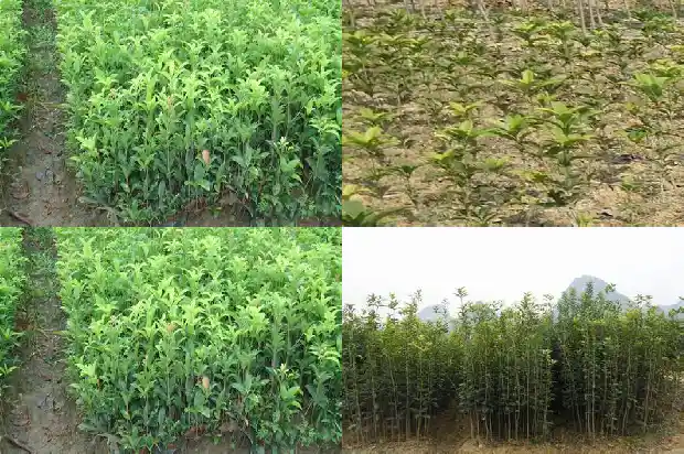 桂花树招财作用大吗1685925935385