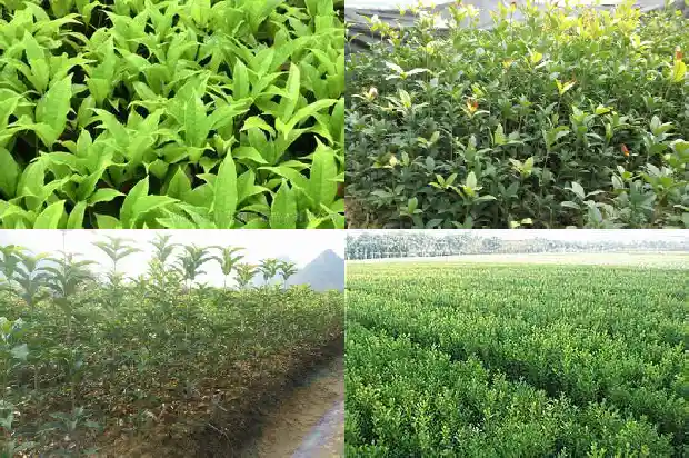 桂花树招财作用大吗1685925935430