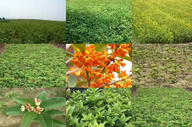 桂花树招财作用大吗1685925935484