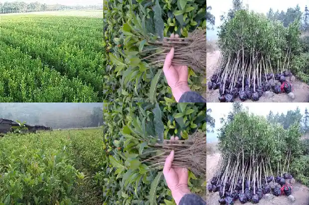 6公分桂花树多少钱1棵呢1689838429288