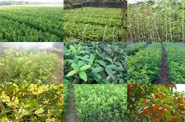 桂花树咋种1685925954265