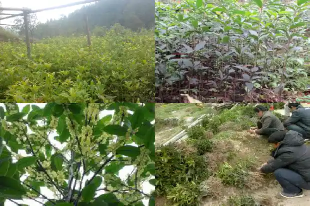 桂花树招阴吗1685925992464
