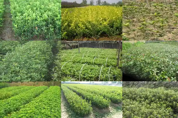 桂花树招阴吗1685925992512
