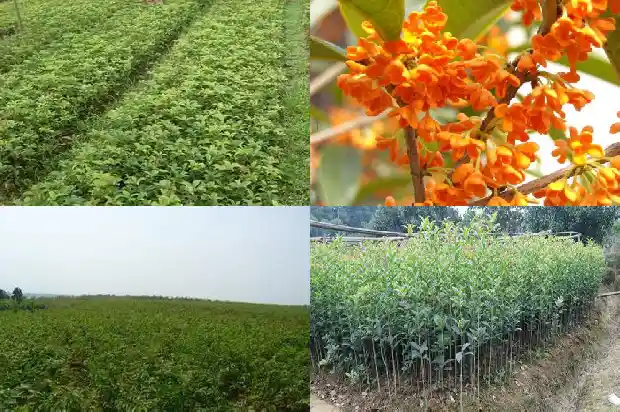 桂花树招阴吗1685925992560
