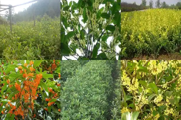 桂花树种什么品种好看又好养1685926009629
