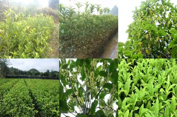 桂花树种什么品种好看又好养1685926009724