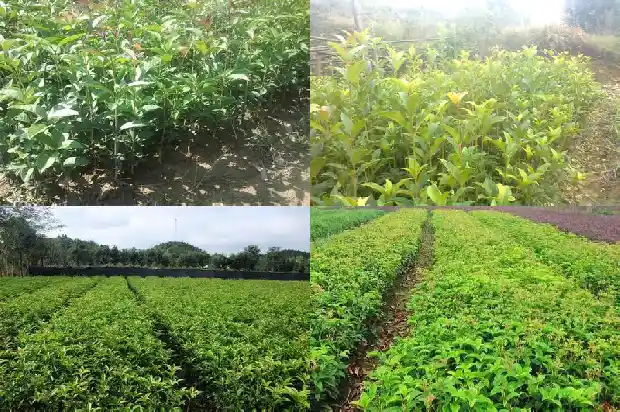桂花树种什么品种好活一些1685926024807