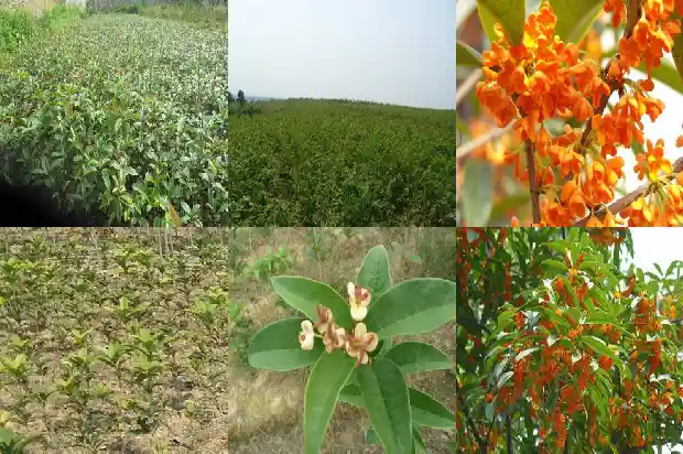 桂花树种什么品种好养又好看1685926042243