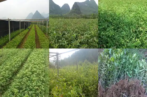 桂花树下种什么品种好养护1685926065994