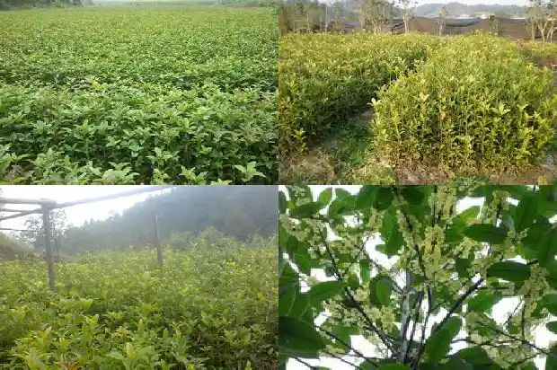 桂花有没有种子?1688608102308