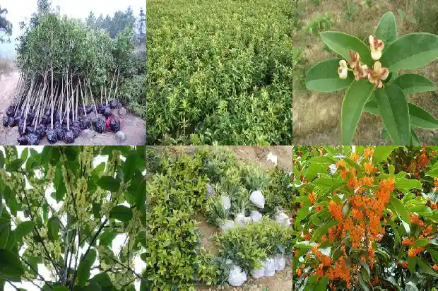 桂花树价格10公分多少钱1689640178420