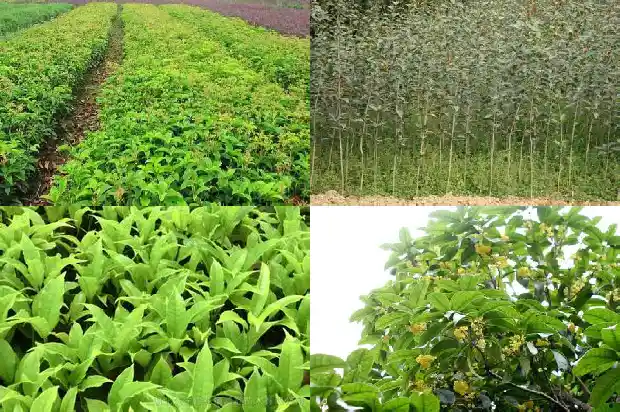 北方种桂花树什么品种好看1685926085929