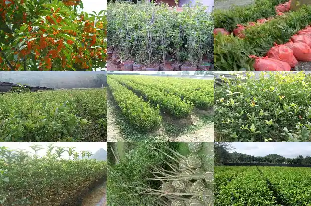 北方种桂花树什么品种好看1685926085977