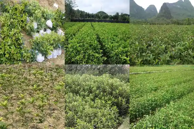 桂花树品种哪种好养活一些1685926108299