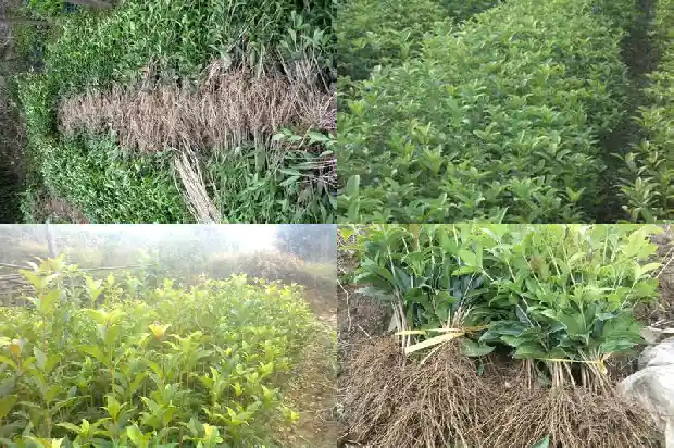 孕妇能吃桂花冻米糖吗晚期1689122078500