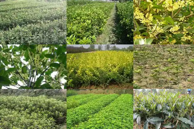 桂花树品种哪种好养护一些1685926127278