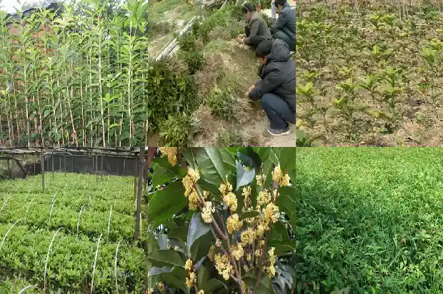 桂花树品种哪种好养护一些1685926127326