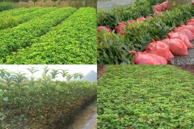 桂花树家养什么品种好呢1685926165915
