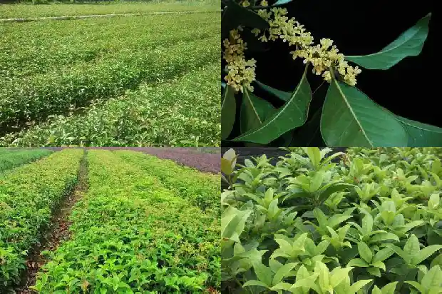 桂花树家养什么品种好呢1685926165962