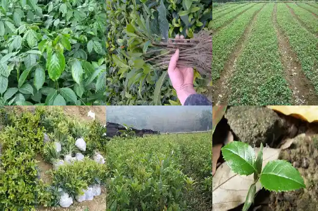 桂花树家养什么品种好呢1685926166010