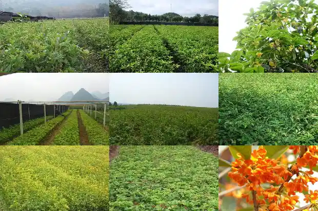 桂花树家养什么品种好呢1685926166057