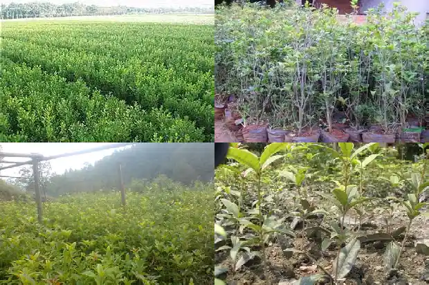 桂花树品种哪种好看又好养又好看1685926177852
