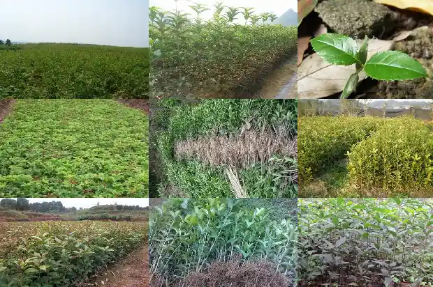 桂花树品种哪种好看又好养又好看1685926177947
