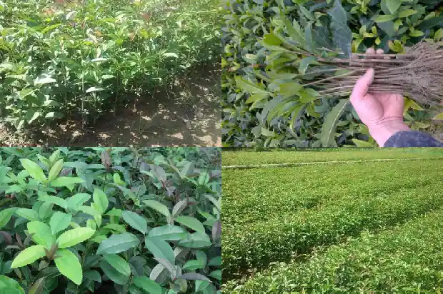 什么品种桂花树好看耐寒1685926190005
