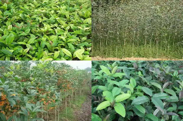 什么品种桂花树好看耐寒1685926190052